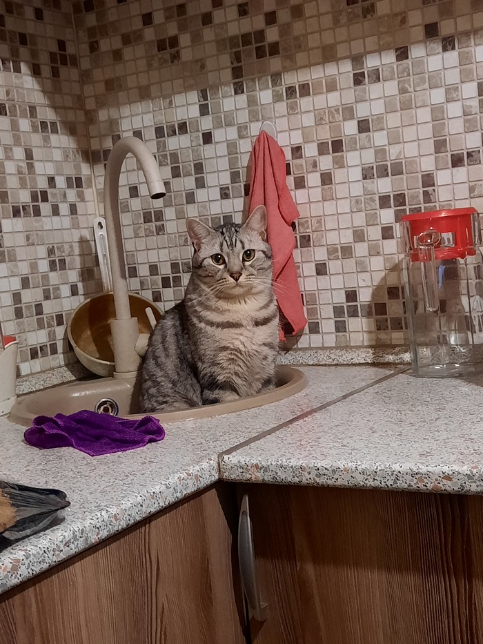 Ну, допустим мяу