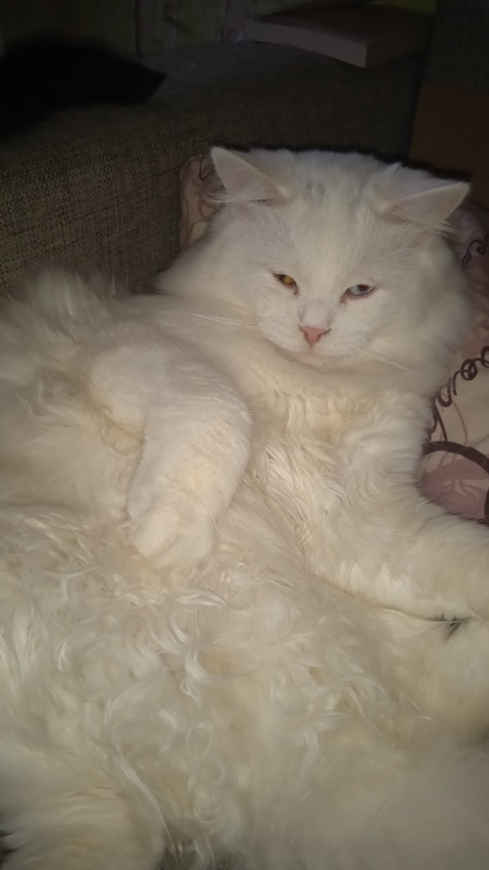 Момент превращения кота в жидкость