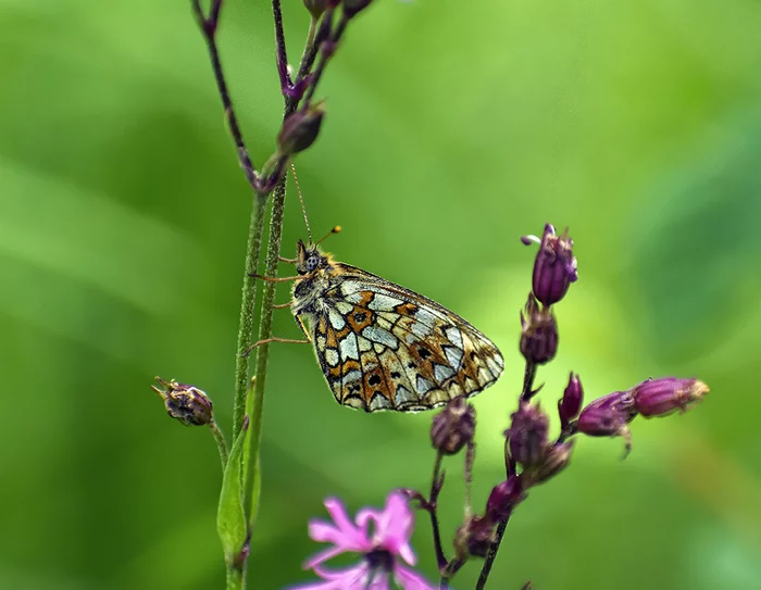 Arthropod Summer 2021 - My, Nature, The nature of Russia, Butterfly, Insects, Arthropods, Summer, Memories, Schelkovo, Longpost, 