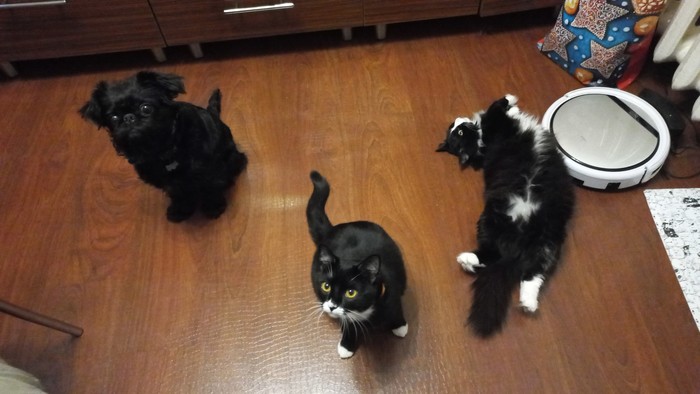 А я тоже покажу своих питомцев