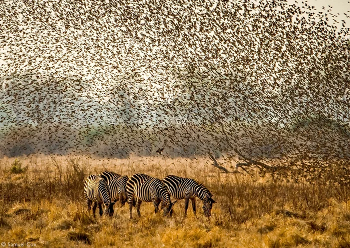 A flock of red-billed weavers over Croucha's zebras - Passeriformes, Weavers, Birds, zebra, Wild animals, wildlife, National park, South Africa, The photo, 