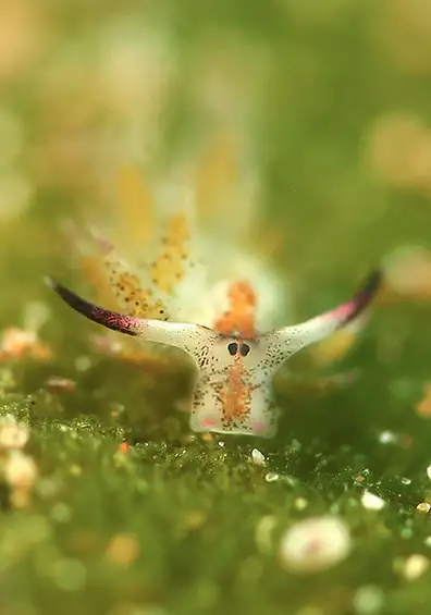 Meet, Costasiella kuroshimae (Sheep Leaf) - Clam, Nudibranchs, Marine life, Wild animals, Interesting, The national geographic, Video, Longpost, 