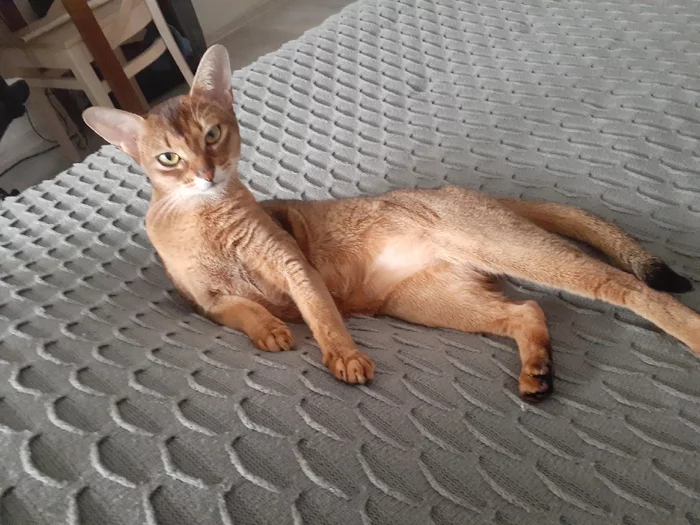 My Redhead - My, Abyssinian cat, cat, 