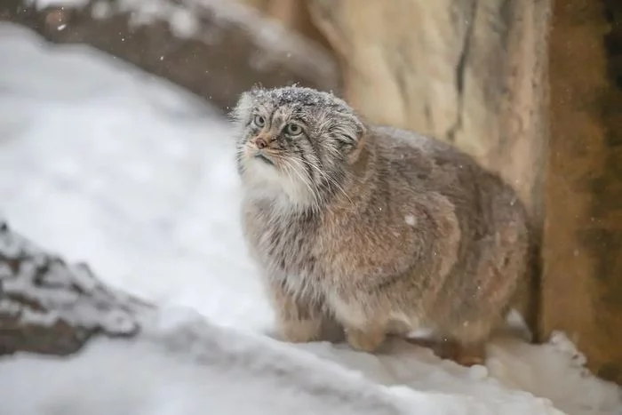 And the cat is still waiting... - Fluffy, Cat family, Wild animals, Rare view, Predatory animals, Small cats, Pallas' cat, Pet the cat, Japan, Yokohama, Yokohama, Zoo, Winter, Snow, Red Book, 