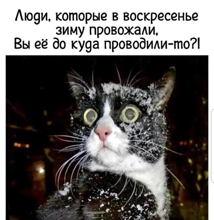 That's the spring now. - Spring, Seeing off winter, cat, Picture with text, 