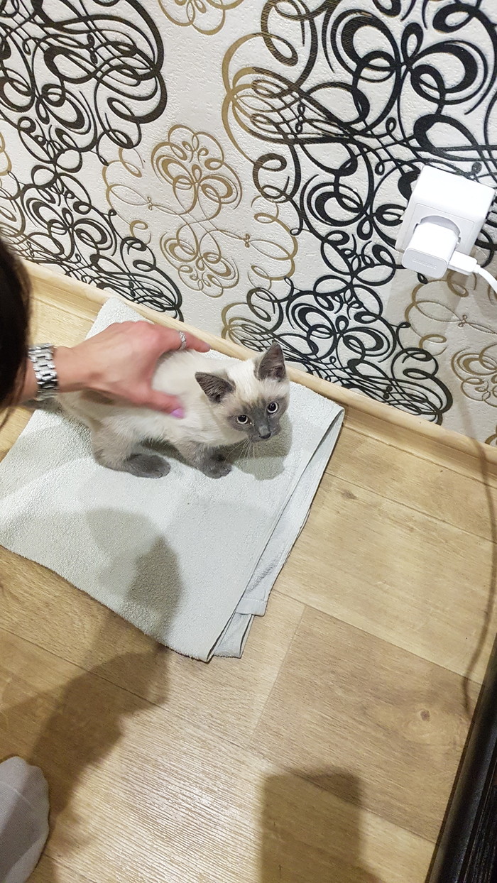 ��������� ���� , �������������� ��������