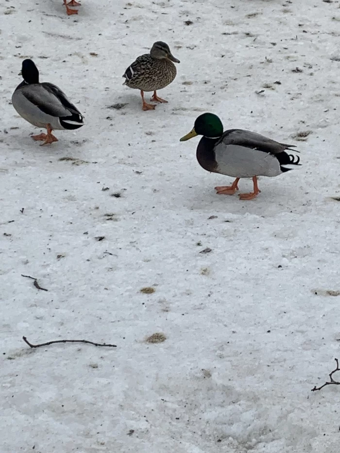 Anas platyrhynchos / Mallard - My, Birds, Bird watching, Mallard duck, 