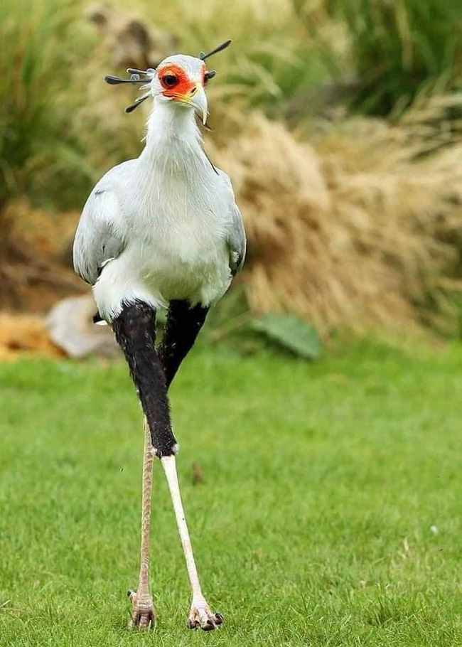 African Beauty - The photo, Predator birds, Ornithology, beauty, Longpost, Birds, Wild animals, Africa, 