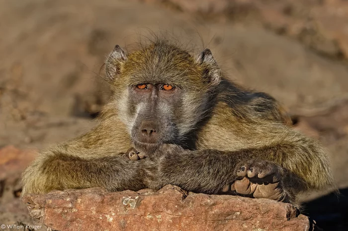 Rest on the rock with a view of the Chobe River - Baboons, Baboon, Primates, Wild animals, wildlife, National park, South Africa, The photo, 