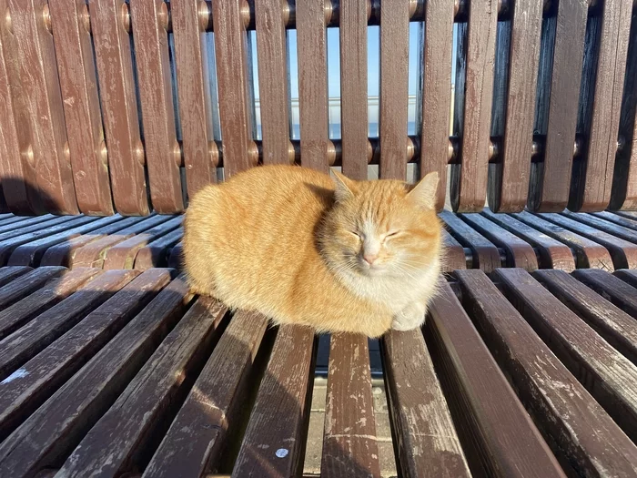 The bun is warming up! - Kote Makharadze, Zelenogradsk, cat, 