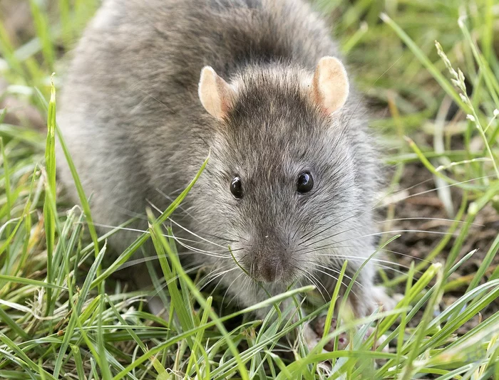 Scientists are going to return the extinct island rats - Rat, Return, Extinct species, Rodents, Christmas Island, Indian Ocean, Genetics, DNA, The national geographic, Evolutionary biology, Sequencing, Scientists, Research, Copenhagen, Denmark, Genome, Genome editing, University, Longpost, 