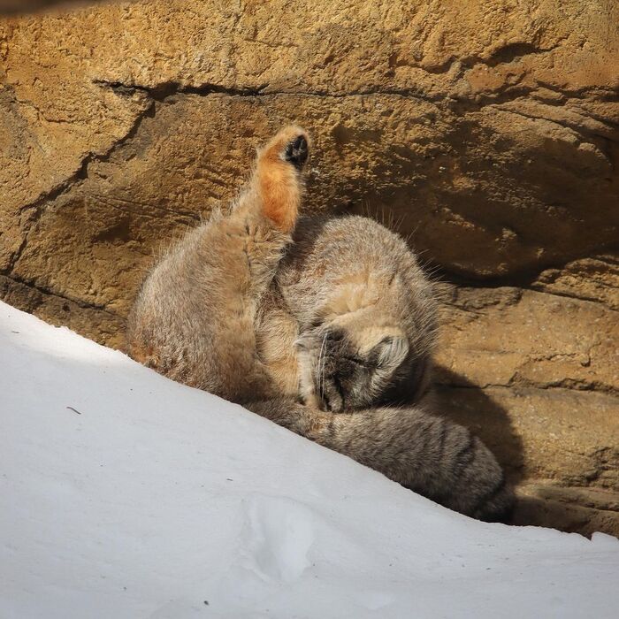 The fluffiest hoba) - Fluffy, Cat family, Wild animals, Rare view, Predatory animals, Small cats, Pallas' cat, Pet the cat, Japan, Zoo, Red Book, Positive, Hoba, 