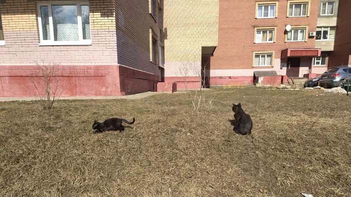 Black Cat, White Cat (Black Kitten) - My, cat, Children, Small cats, Black cat, Hunger, Humor, 