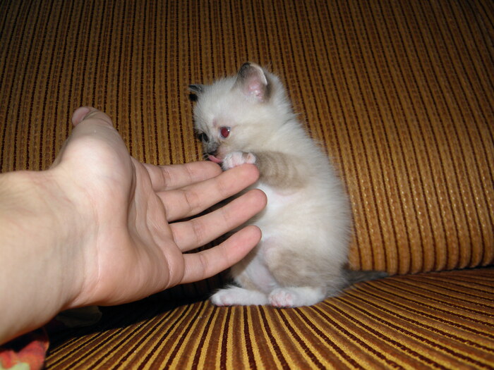 Ответ Lapopa в «Когда мы были молодыми...» Кот, Милота, Пушистые, Рыжие, Домашние животные, Ответ на пост