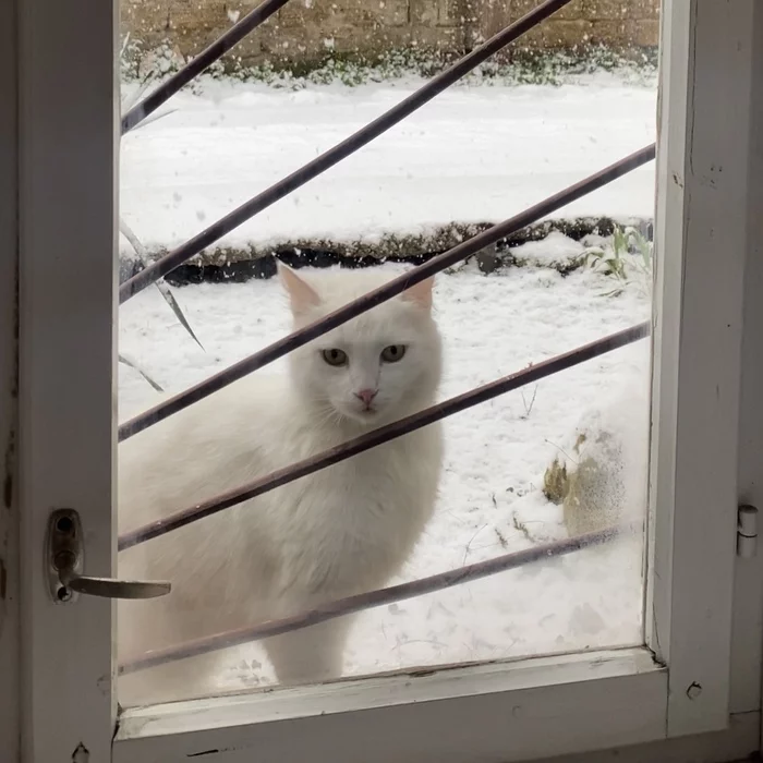 Anti-stress post Apartment with a view of cats - My, Funny, cat, Kittens, Animals, Pets, Crimea, Simferopol, Milota, View from the window, Antistress, Snow, Snowfall, Fluffy, Longpost, 