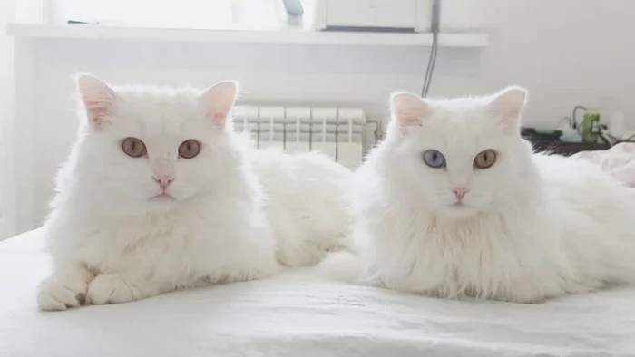 White fluffy patches of tenderness - My, cat, Fluffy, Milota, Heterochromia, 