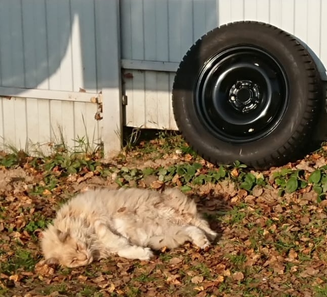 Cat Painter - My, Maine Coon, Car rims, cat, 