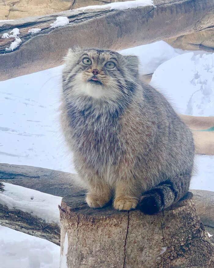 Fluffy couple - Fluffy, Cat family, Wild animals, Rare view, Predatory animals, Small cats, Pallas' cat, Pet the cat, Japan, Zoo, Red Book, Positive, Video, Longpost