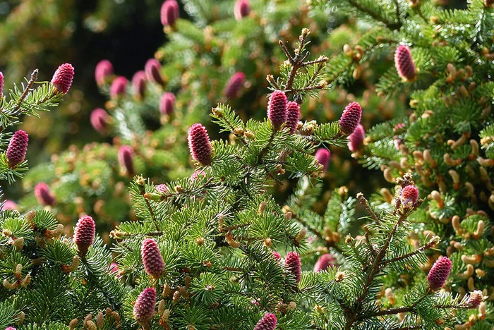 Soon... - My, Nature, The photo, Longpost, Conifers, 