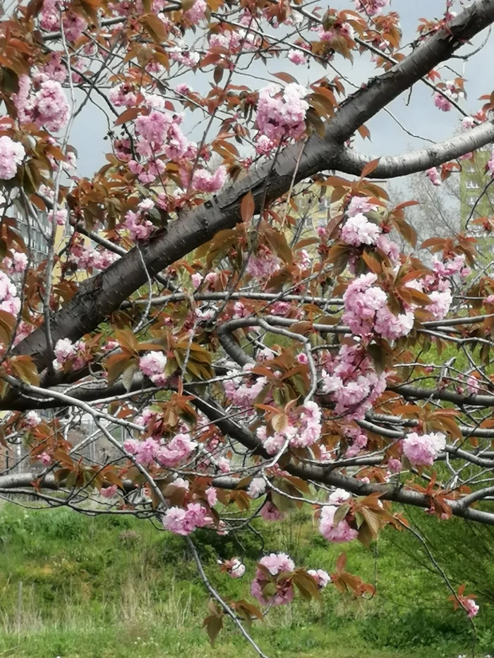 Soon cherry blossoms will bloom in Erfurtn - My, Spring, Flowers, Sakura, 