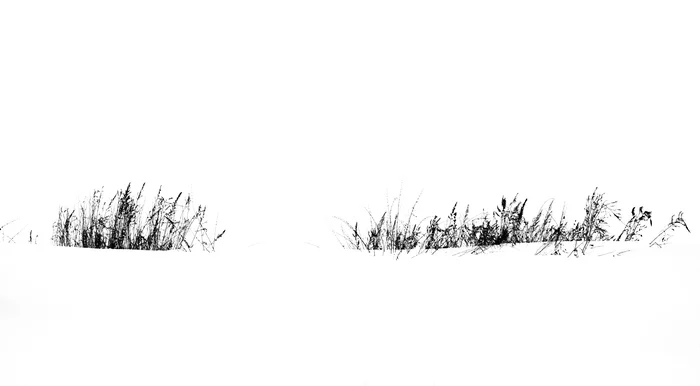 Winter minimalism - My, Black and white, The photo, Grass, Winter, Minimalism, 