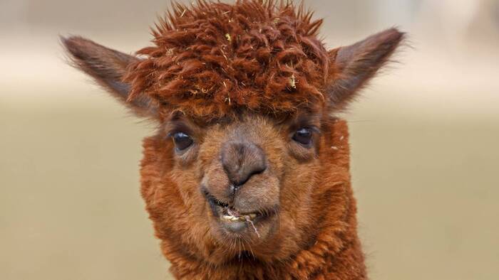 Alpaca in your ribbon - Alpaca, Animals, 