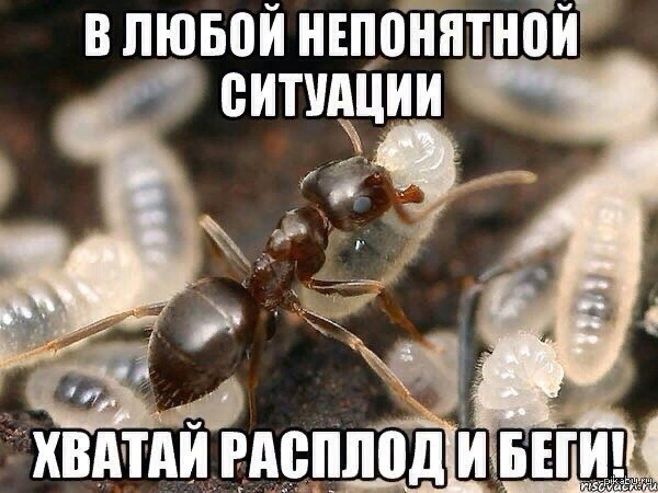 Meme for/about your pet - Humor, Picture with text, Memes, Ants, Pets, Larva, 