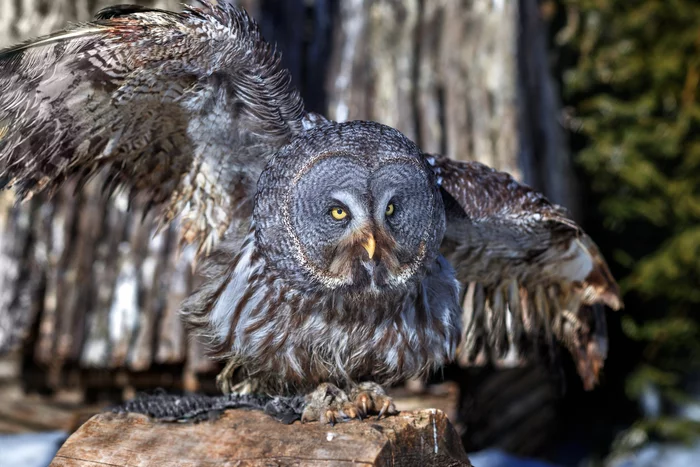 Bearded Owl - Bearded Owl, Tawny owl, Owls, Predator birds, Birds, The photo, The national geographic, Bogdanov Oleg, Longpost, 