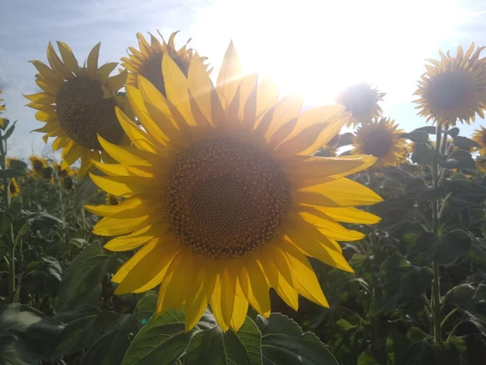 Time... - My, Summer, The sun, Walk, Sunflower, Friends, Memories, Mobile photography, 