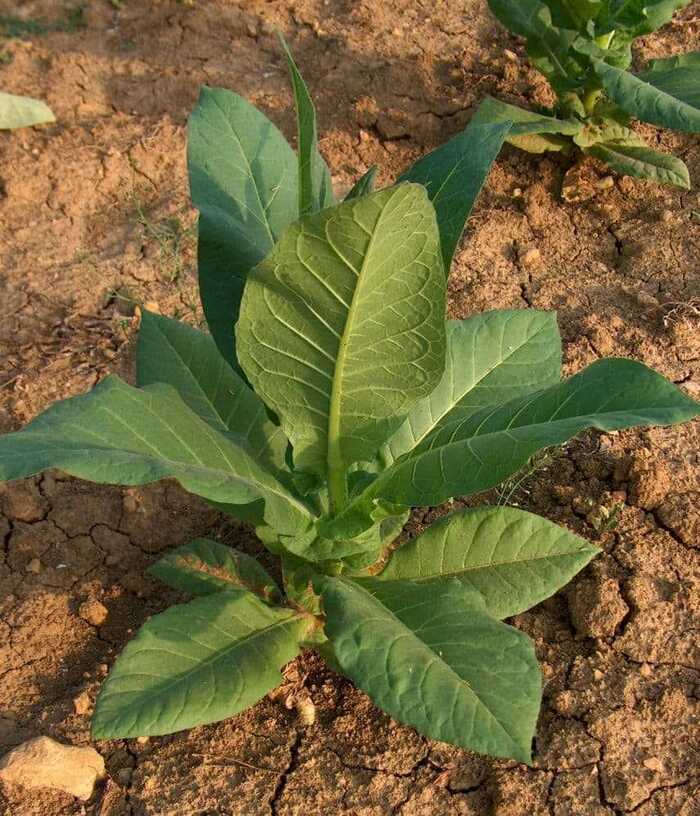 Samosad tobacco, beginning - My, Tobacco, With your own hands, Garden, Longpost, 