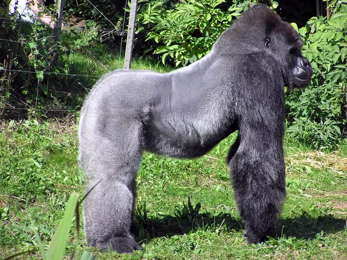 Why don't great apes have tails? - Monkey, Primates, Animal book, Yandex Zen, Coccyx, Longpost, Wild animals, Interesting, Informative, 