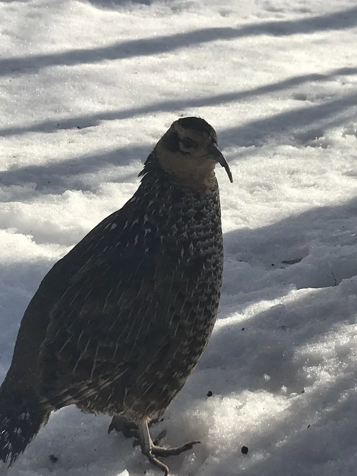 What kind of bird?) - Birds, Leningrad region, Video, Longpost, Ornithology, 