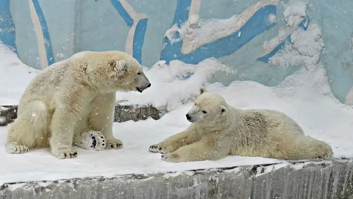 In the Novosibirsk zoo told about the fate of polar bear cubs Nordi and Shine - Polar bear, Teddy bears, Predatory animals, Wild animals, Novosibirsk Zoo, Interesting, The Bears, Novosibirsk, Zoo, Longpost, 