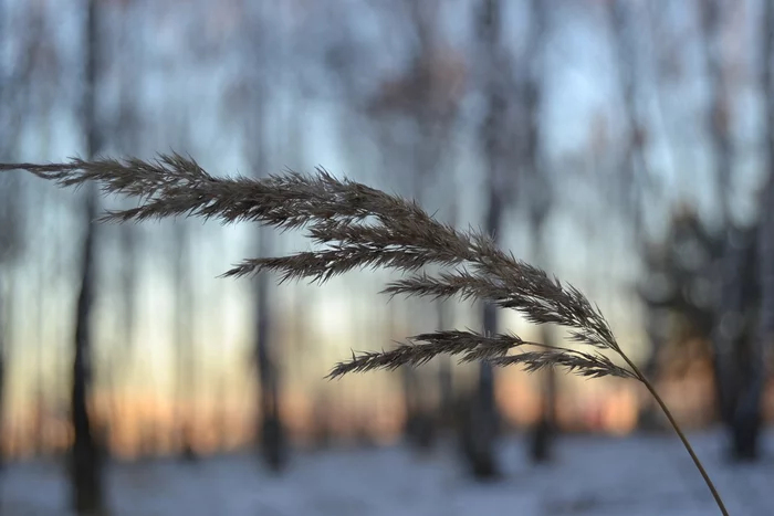 Nature - My, Spring, Sunset, Spikelet, Nature, Nikon, 