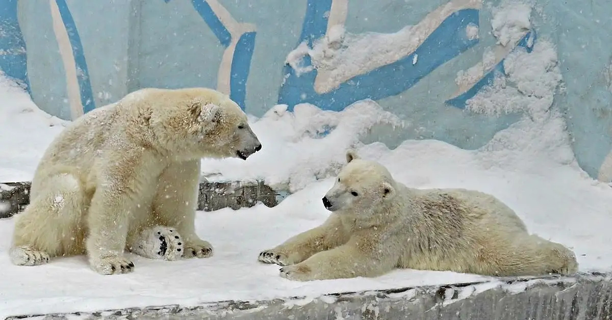 Зоопарк новосибирск белые медведи. Новосибирский зоопарк белые медведи. Новосибирский зоопарк , Шайна и Норди. Новосибирский зоопарк медведи.