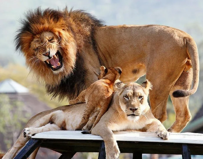 Photos in family album - a lion, Lioness, Lion cubs, Big cats, Cat family, Wild animals, Predatory animals, 