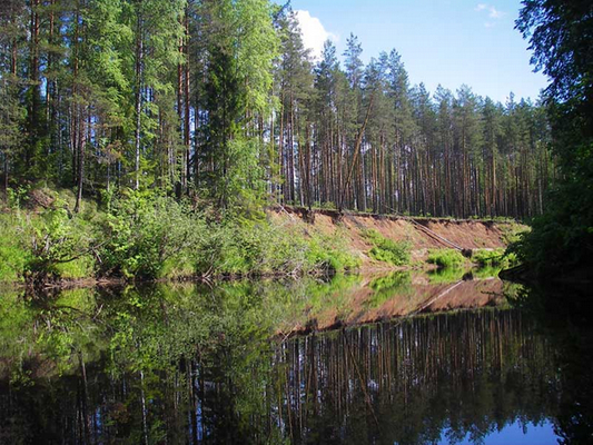 Пижма - Река, Фотография, Нижегородская область, Кировская область, 