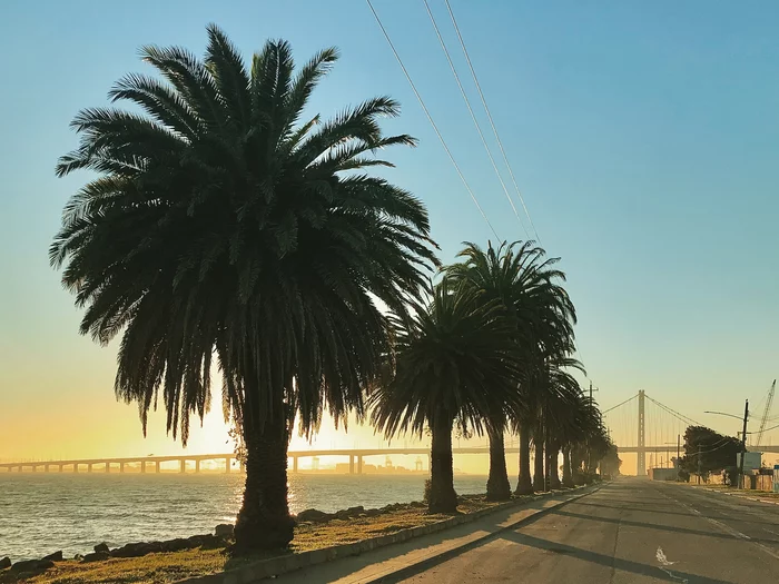 Treasure Island - , Bridge, Palm trees, Sunrise, North America, USA, California, San Francisco, Island, Treasure Island, My