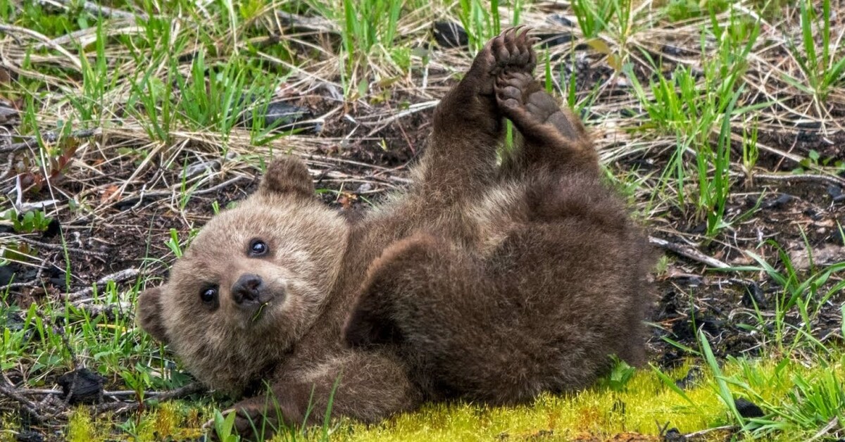 Grizzly Bear Cub. Bear Cub. Bear is playing.