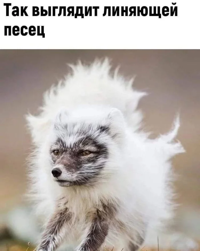 Писец подкрался незаметно - Длиннопост, Игра слов, Картинка с текстом, Каламбур, Милота, Тонкий юмор, Мемы, Грустный юмор, 