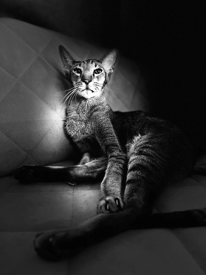 A demon named Tafi - My, Oriental cats, cat, Black and white photo, 