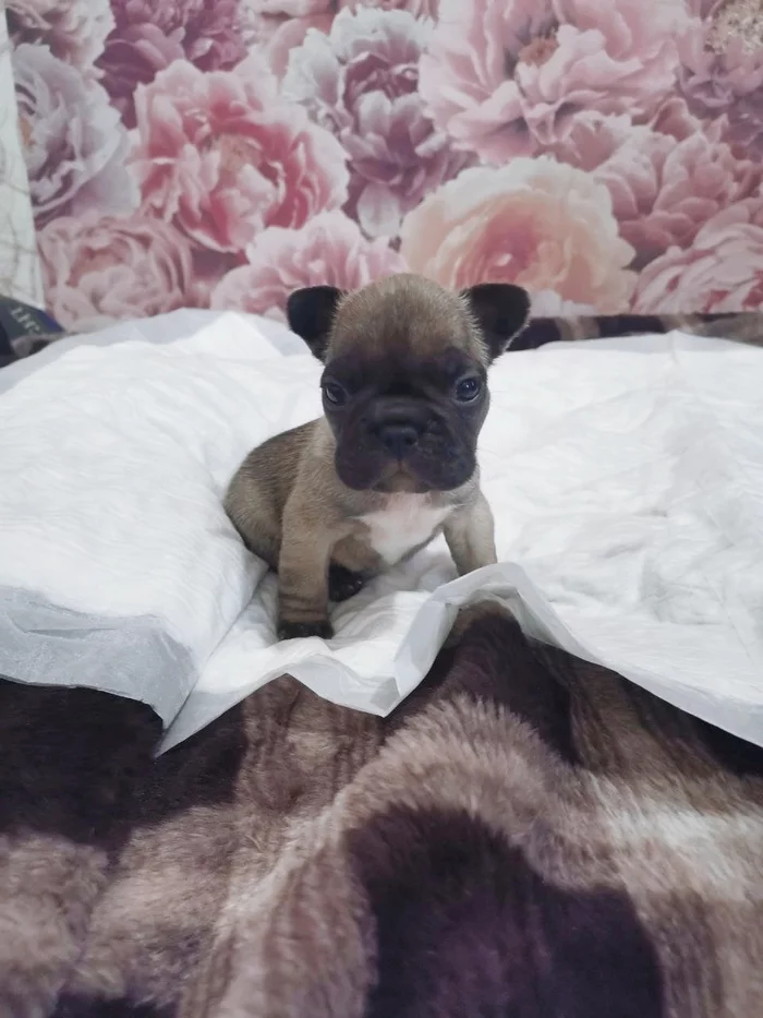 French Bulldog - My, Puppies, French Bulldog, Milota, Dog, Pets, 