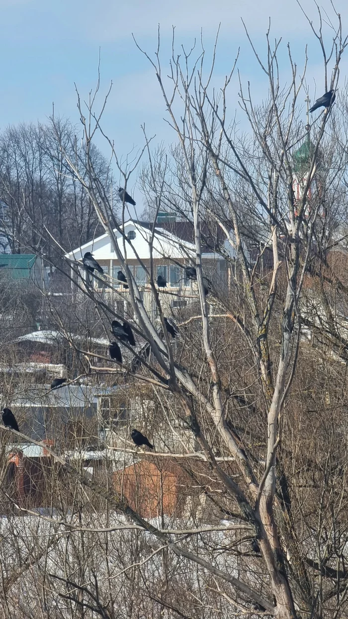 And we have The Rooks Have Arrived - The Rooks Have Arrived, Spring, Walk, Beginning photographer, Street photography, Video, Longpost, 