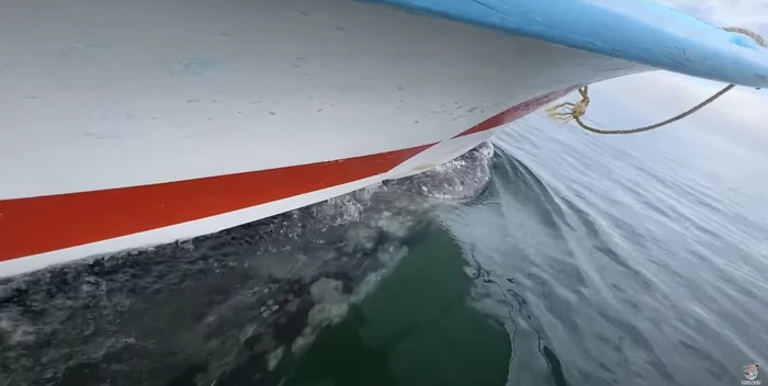 Unrestrained fun with a playful whale - Whale, Got a ride, Pokatushki, A boat, Туристы, Unstoppable fun, Wild animals, Marine life, The national geographic, Pacific Ocean, Lagoon, Mexico, Youtube, Vertical video, Video, 