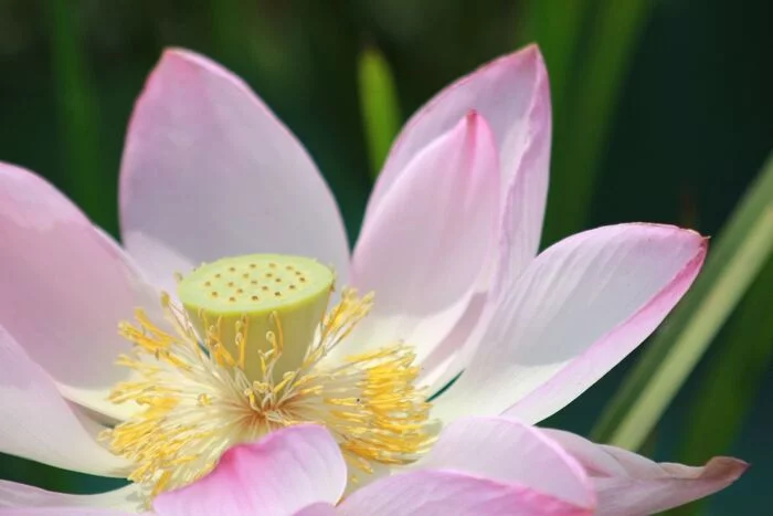 Black Sea lotuses - My, Lotus, Flowers, Estuaries, Plants, Summer, beauty of nature, The photo, 