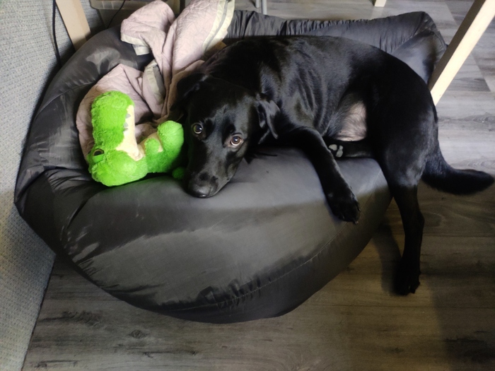 Устал я...может ты без меня погуляешь?