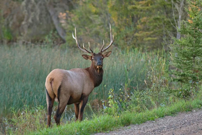Horned aristocrats - Deer, Red deer, Artiodactyls, Wild animals, Interesting, Informative, Longpost, 