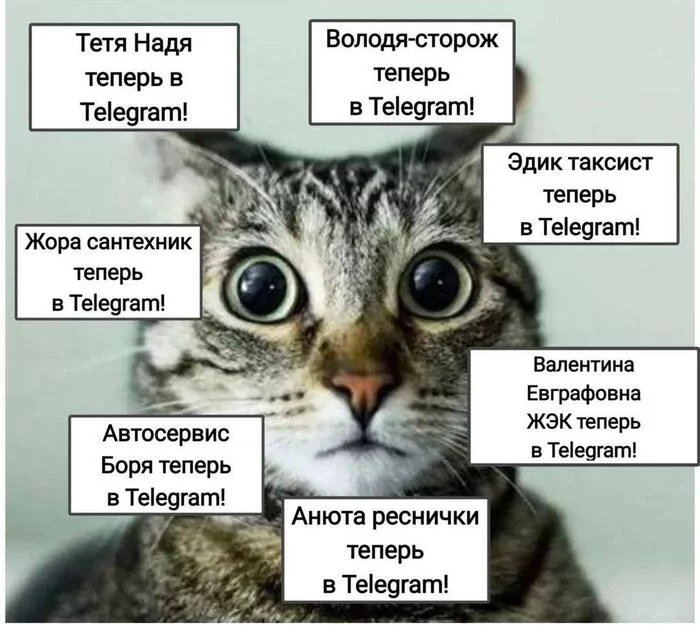 Who has this kind of migration? - Telegram, Migration, Picture with text, cat, Repeat, 