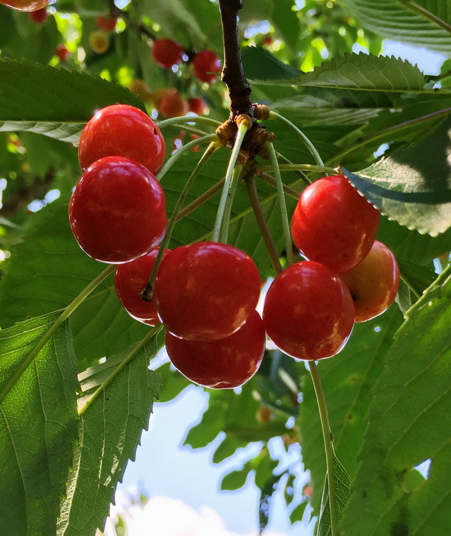 Cherry salad with cherries - My, Food, Recipe, Salad, Cherry, Cherries, Longpost, 