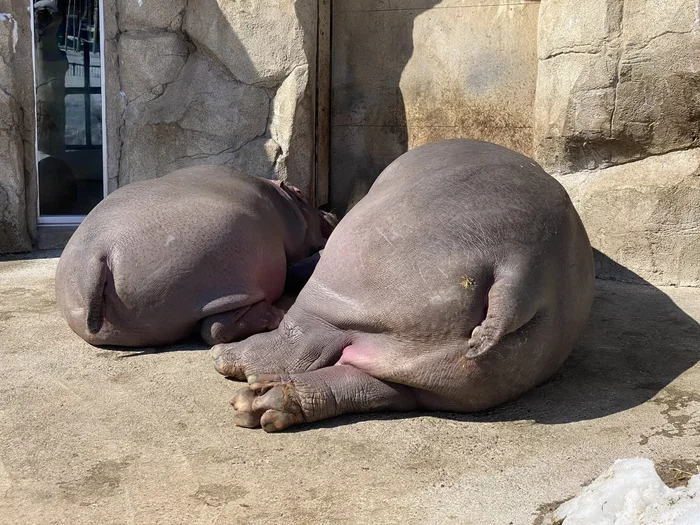 Coming soon to any beach) - hippopotamus, Wild animals, Zoo, Hokkaido, Japan, Video, , Booty